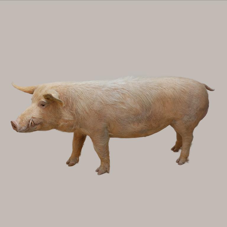 animal naturalisé : Cochon domestique