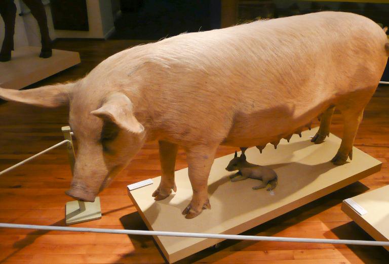 animal naturalisé : Cochon domestique