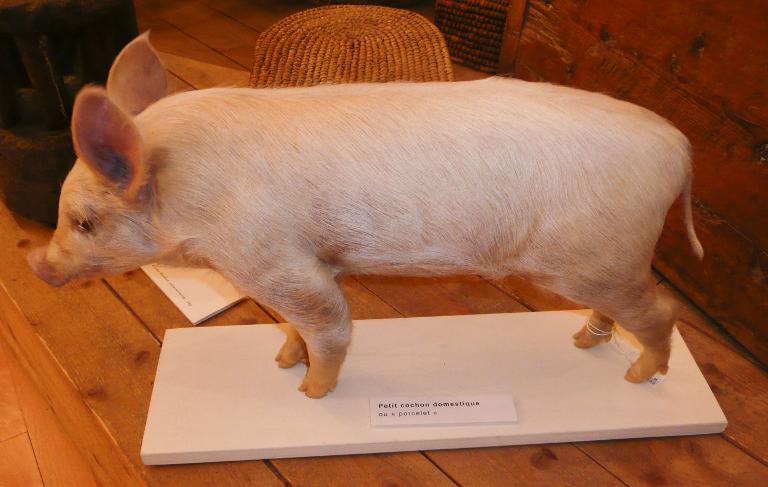 animal naturalisé : Cochon domestique
