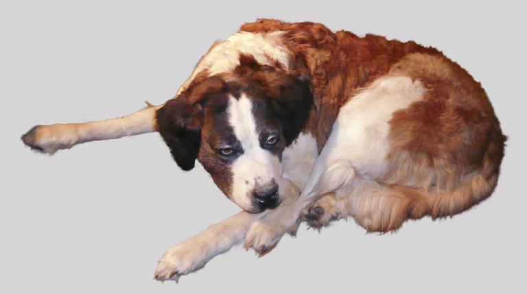 Chienne St Bernard naturalisée