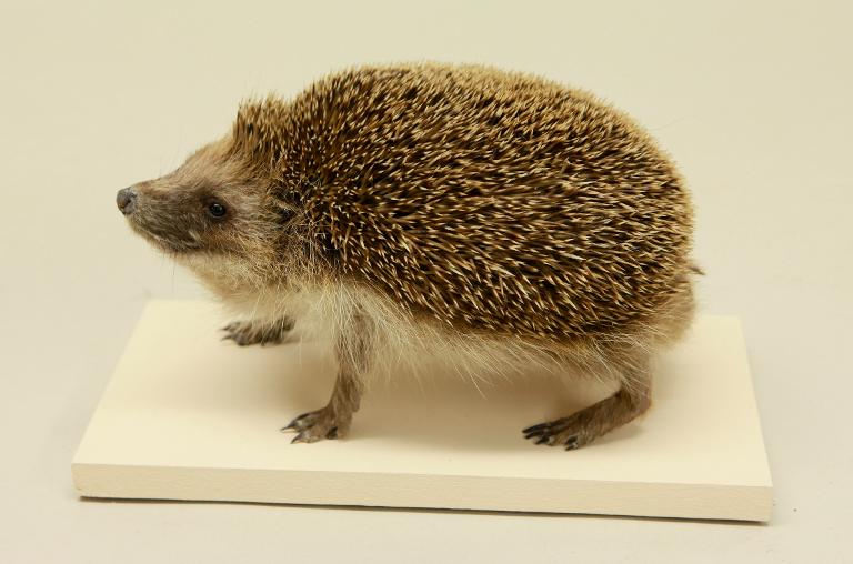 animal naturalisé : Hérisson d'Europe