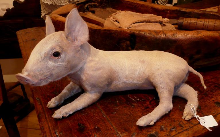 animal naturalisé : Cochon domestique