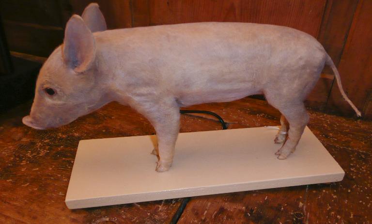 animal naturalisé : Cochon domestique