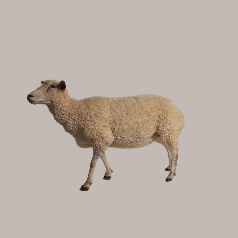 animal naturalisé : Mouton race préalpes du sud