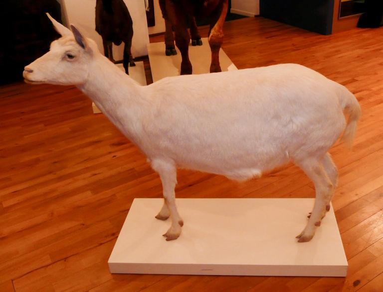 animal naturalisé : Chèvre domestique blanche