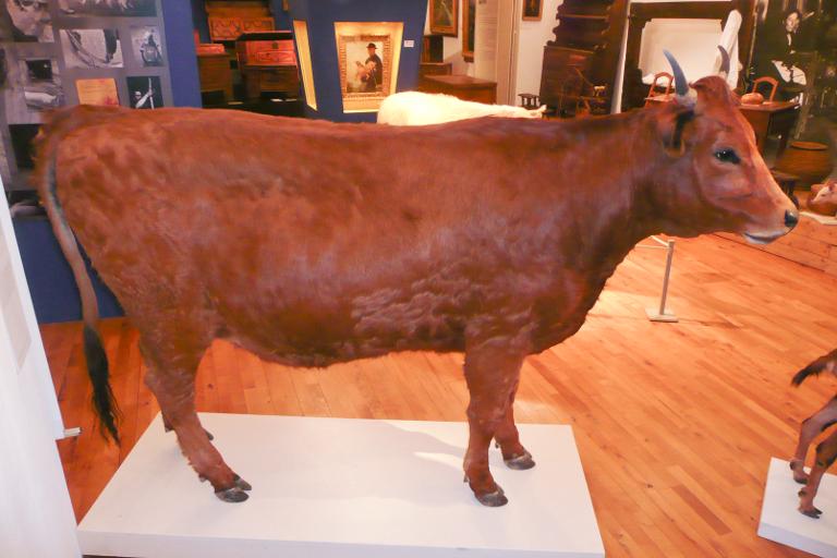 animal naturalisé : Vache