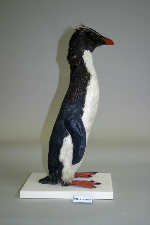 Animal naturalisé : Oiseau : Gorfou sauteur