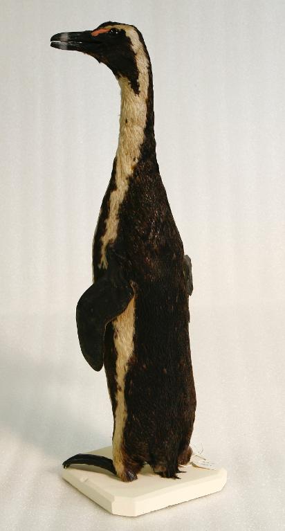 animal naturalisé : oiseau : Manchot du Cap