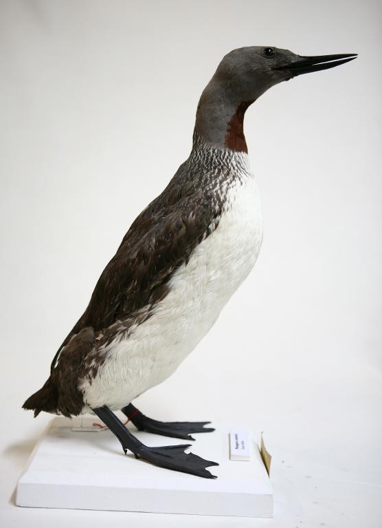 Animal naturalisé : Oiseau : Plongeon catmarin