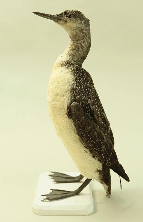 animal naturalisé : oiseau : Plongeon catmarin