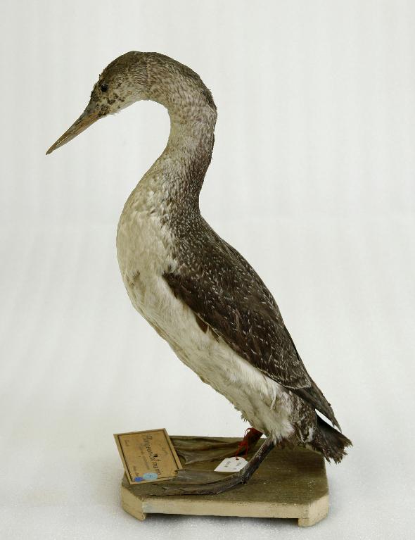 animal naturalisé : oiseau : Plongeon catmarin