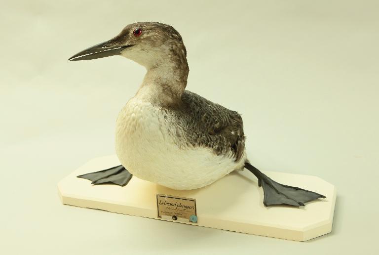animal naturalisé : oiseau : Plongeon imbrin