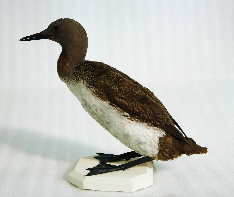 Animal naturalisé : Oiseau : Plongeon catmarin