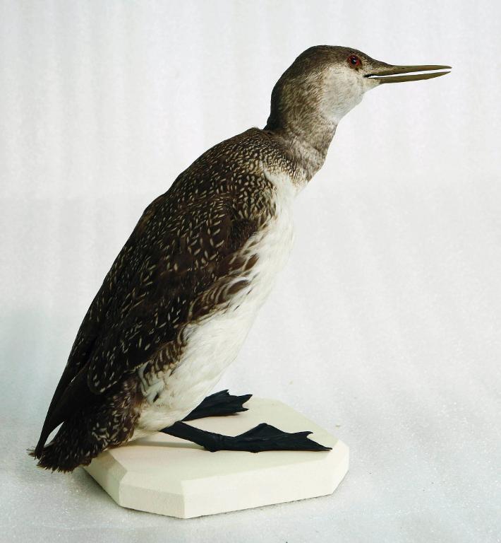 animal naturalisé : oiseau : Plongeon catmarin