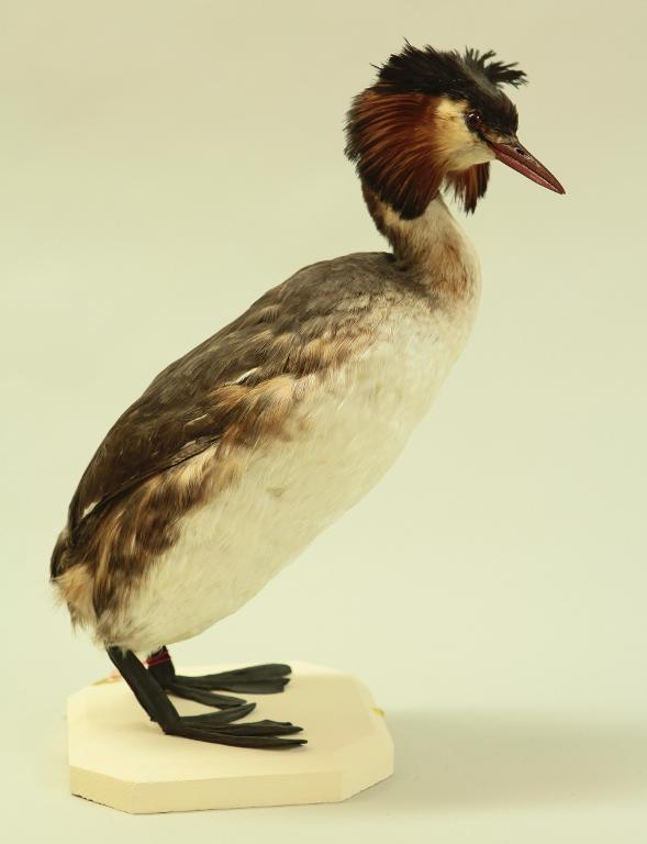 Animal naturalisé : Oiseau : Grèbe huppé