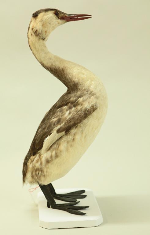 animal naturalisé : oiseau : Grèbe huppé