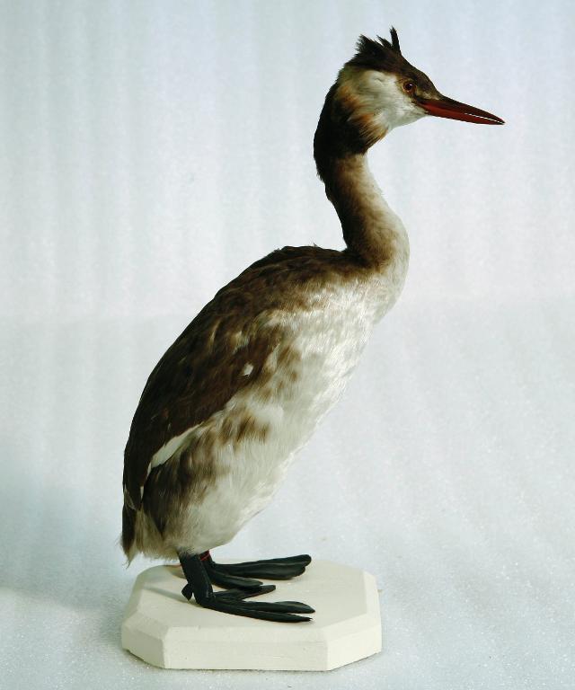 animal naturalisé : oiseau : Grèbe huppé