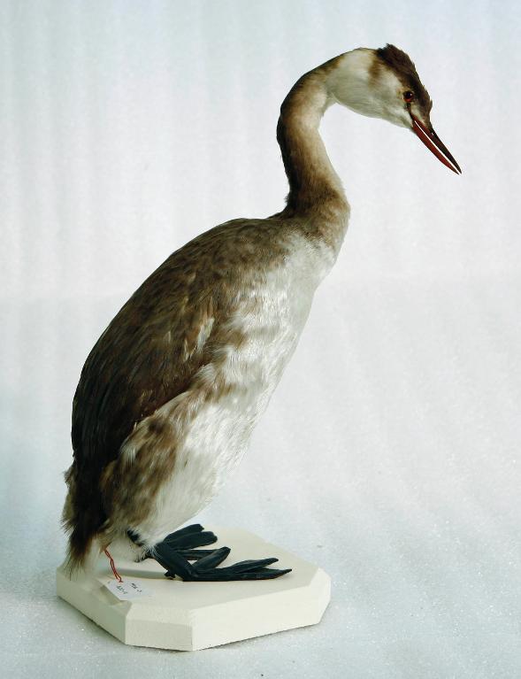 animal naturalisé : oiseau : Grèbe huppé