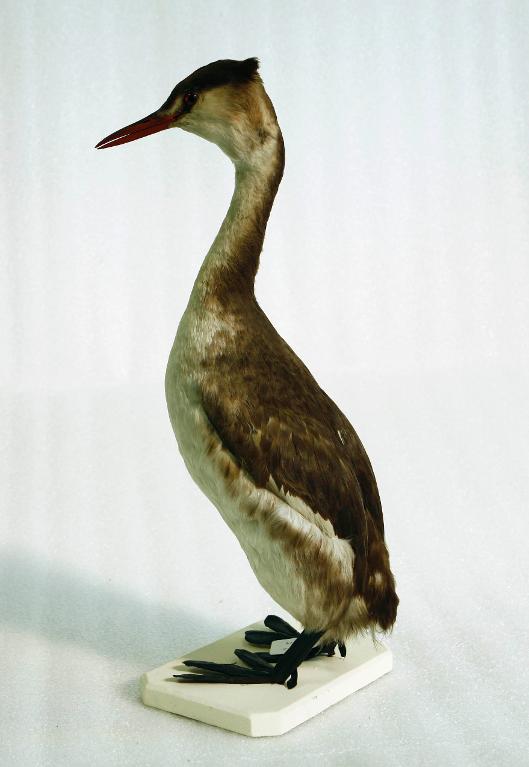 animal naturalisé : oiseau : Grèbe huppé