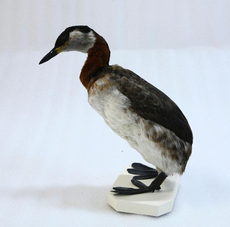 Animal naturalisé : Oiseau : Grèbe jougris