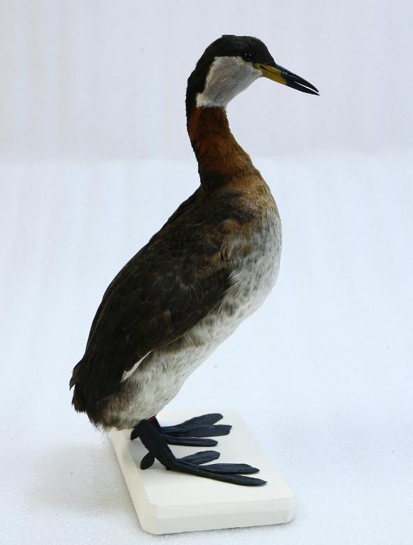 animal naturalisé : oiseau : Grèbe jougris