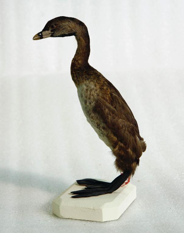 animal naturalisé : oiseau : Grèbe à bec bigarré