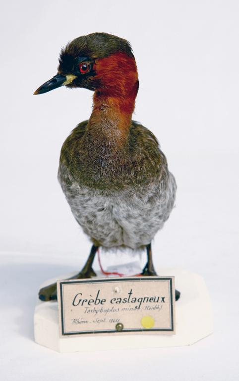 animal naturalisé : oiseau : Grèbe castagneux