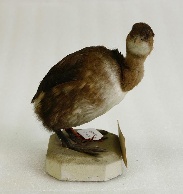 animal naturalisé : oiseau : Grèbe castagneux