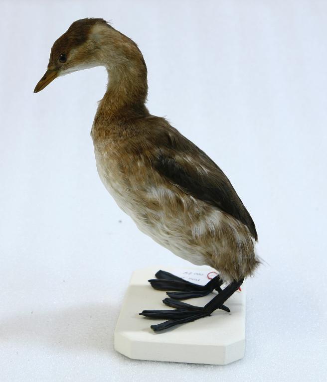 animal naturalisé : oiseau : Grèbe castagneux