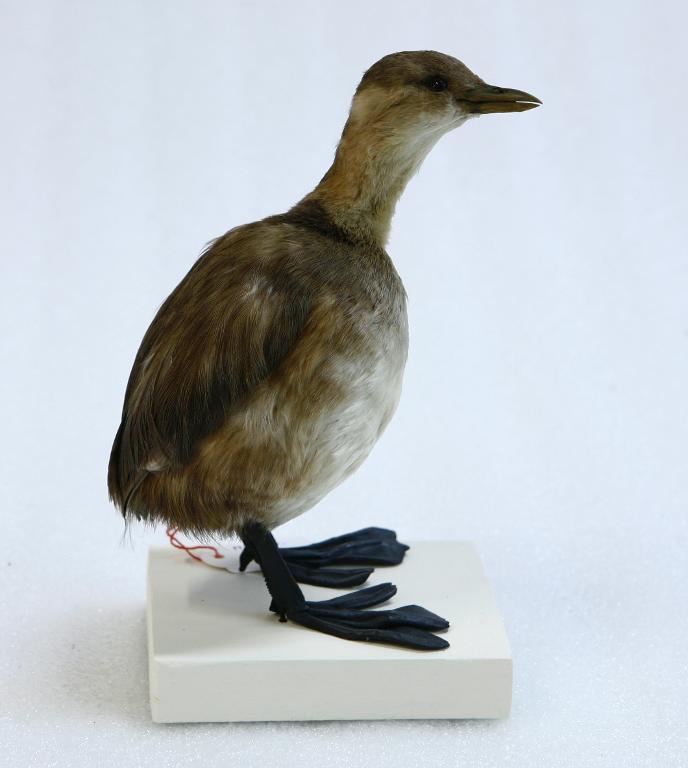 animal naturalisé : oiseau : Grèbe castagneux