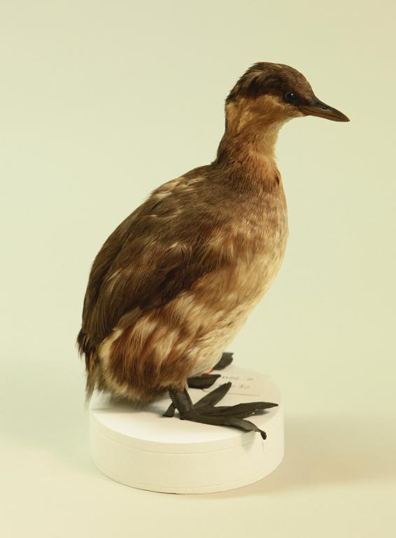 animal naturalisé : oiseau : Grèbe castagneux