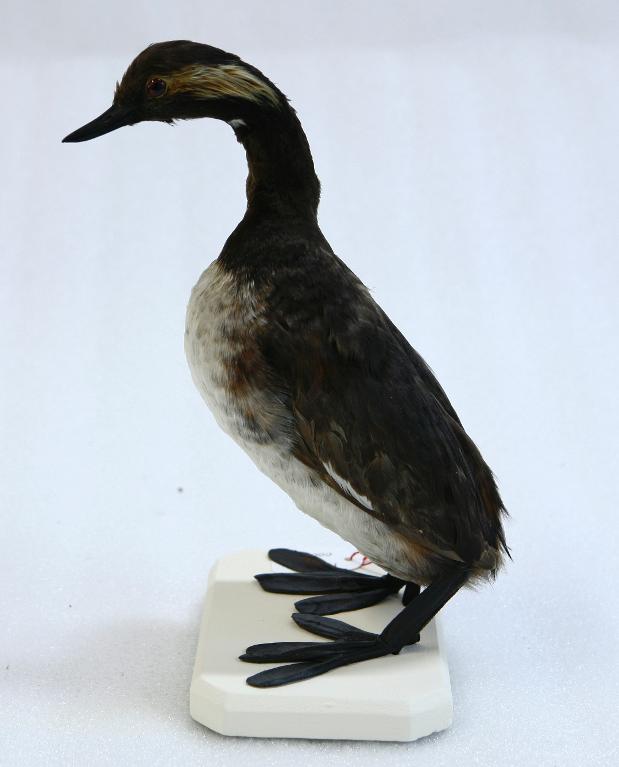 animal naturalisé : oiseau : Grèbe à cou noir