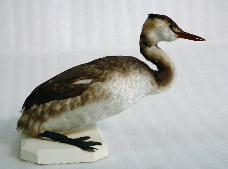 animal naturalisé : oiseau : Grèbe huppé