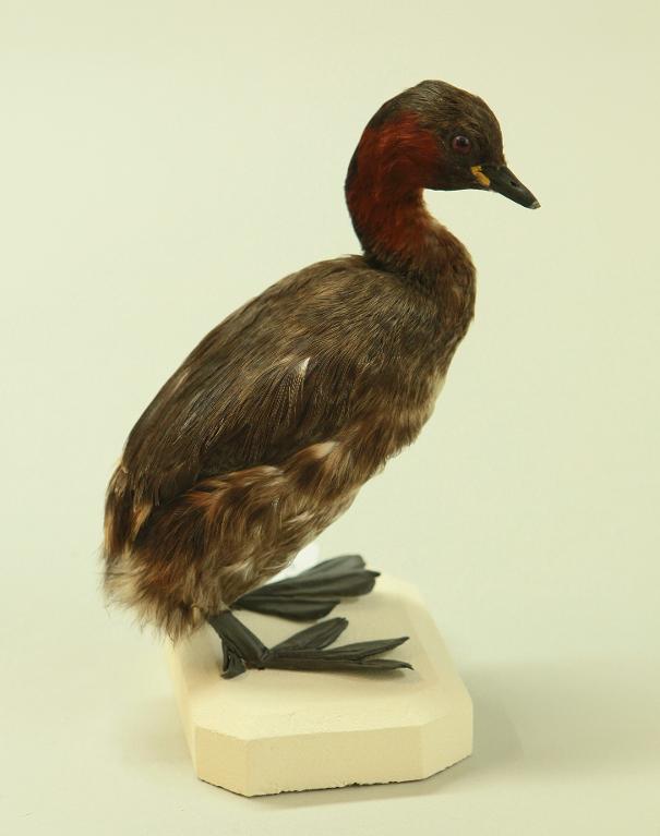 animal naturalisé : oiseau : Grèbe castagneux