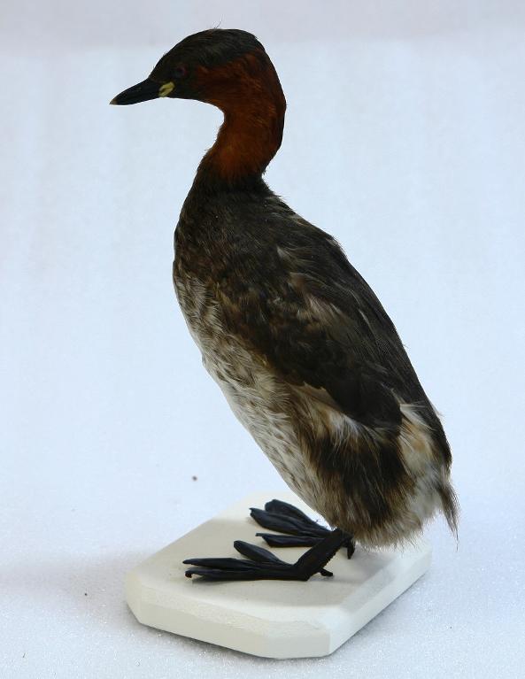 animal naturalisé : oiseau : Grèbe castagneux