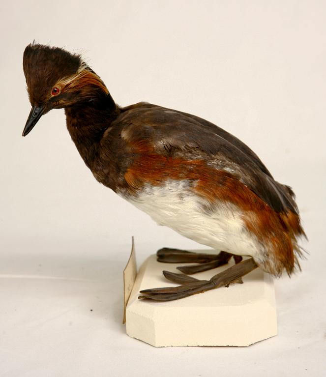 animal naturalisé : oiseau : Grèbe à cou noir