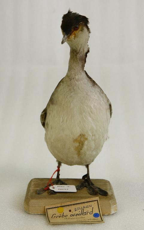 animal naturalisé : oiseau : Grèbe esclavon