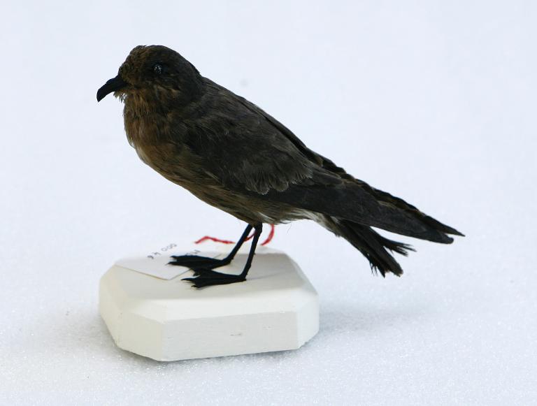 animal naturalisé : oiseau : Océanite tempête
