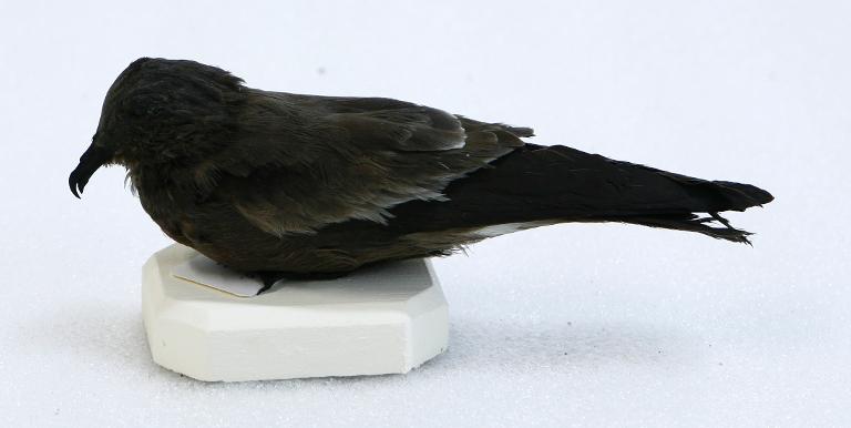 animal naturalisé : oiseau : Océanite culblanc