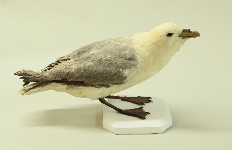 animal naturalisé : oiseau : Fulmar boréal