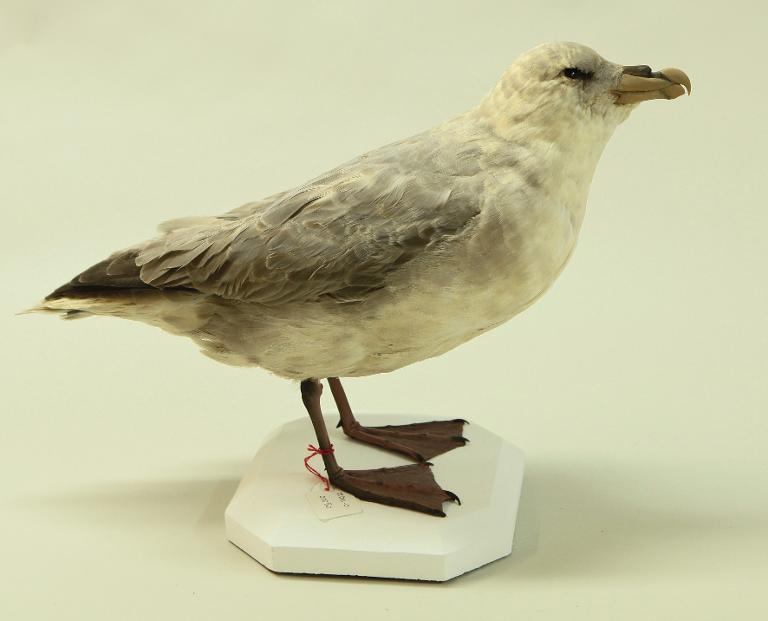 animal naturalisé : oiseau : Fulmar boréal