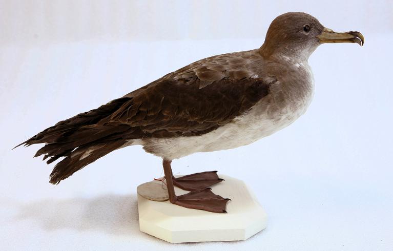 animal naturalisé : oiseau : Puffin cendré