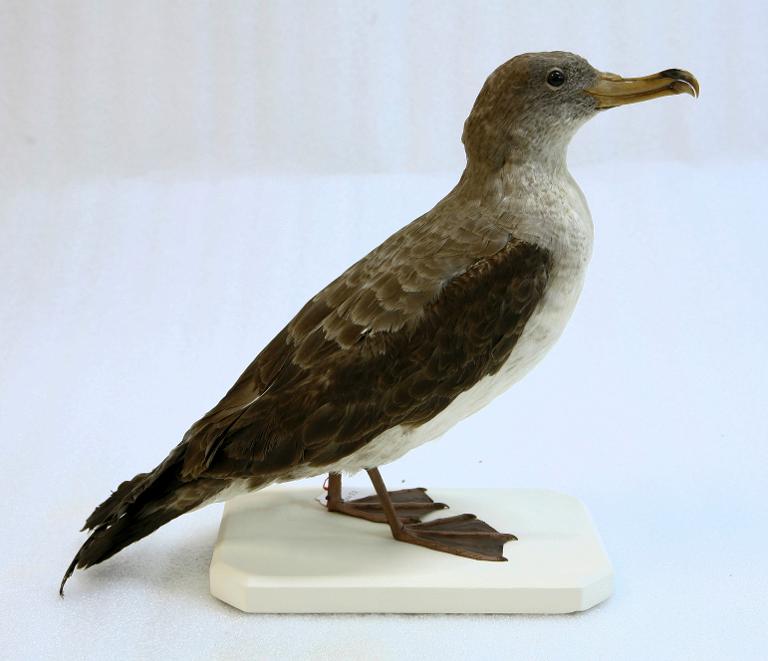 animal naturalisé : oiseau : Puffin cendré