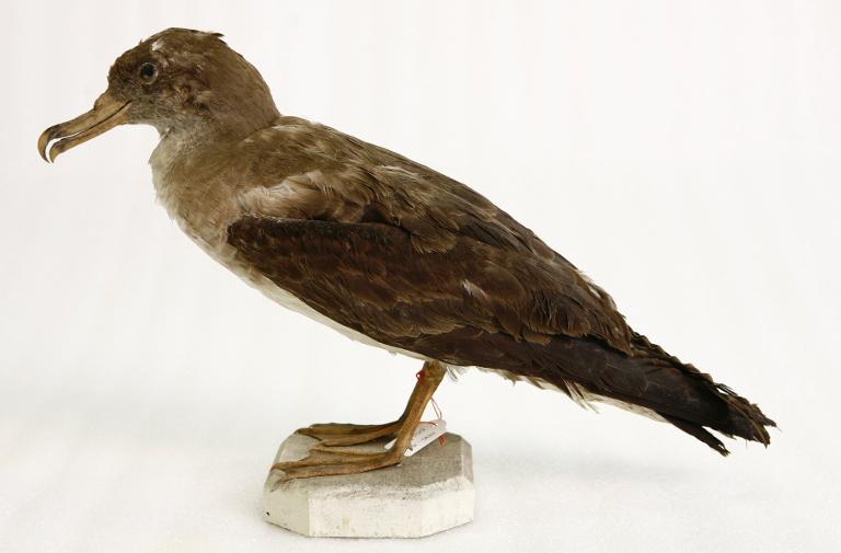 animal naturalisé : oiseau : Puffin cendré