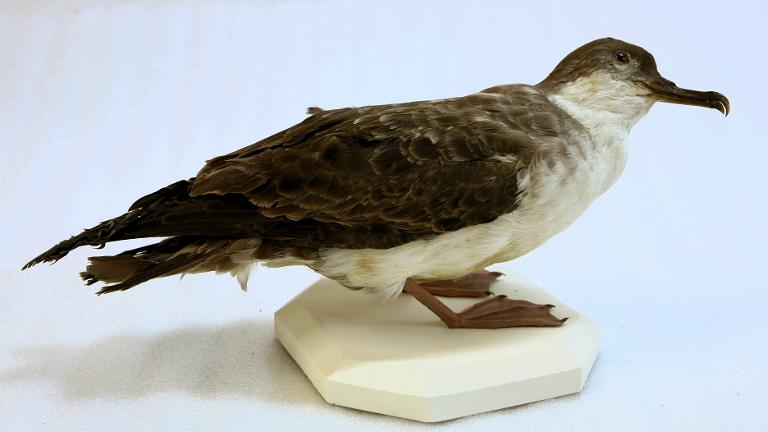 animal naturalisé : oiseau : Puffin majeur