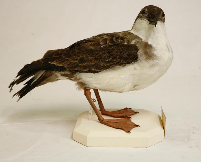 animal naturalisé : oiseau : Puffin majeur