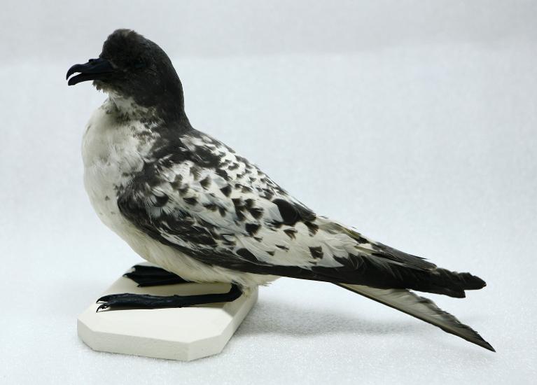 animal naturalisé : oiseau : Damier du Cap