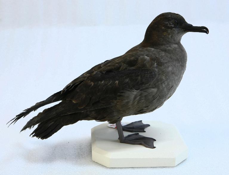 animal naturalisé : oiseau : Puffin fuligineux