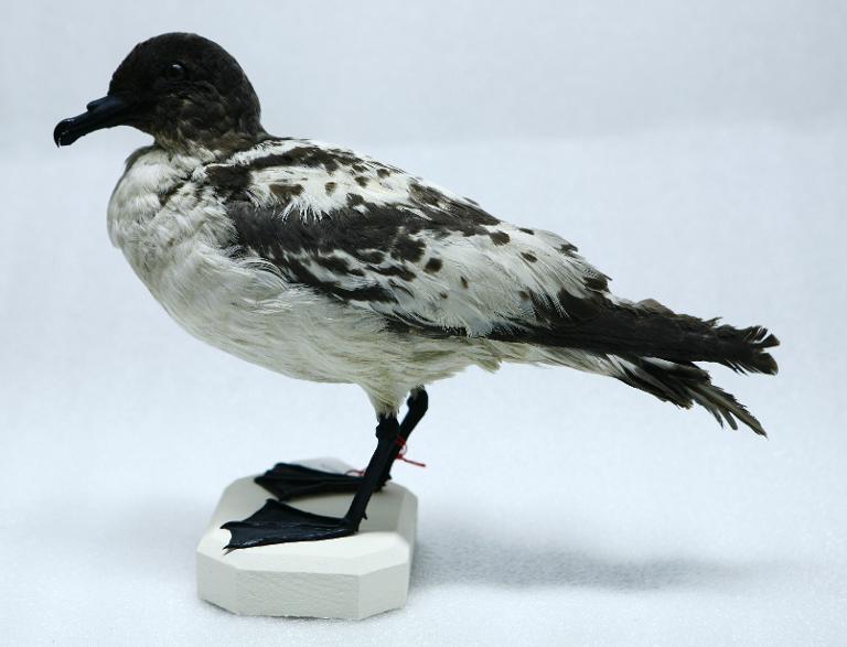 animal naturalisé : oiseau : Damier du Cap