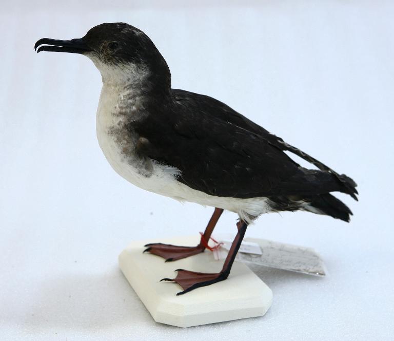 animal naturalisé : oiseau : Puffin des Anglais